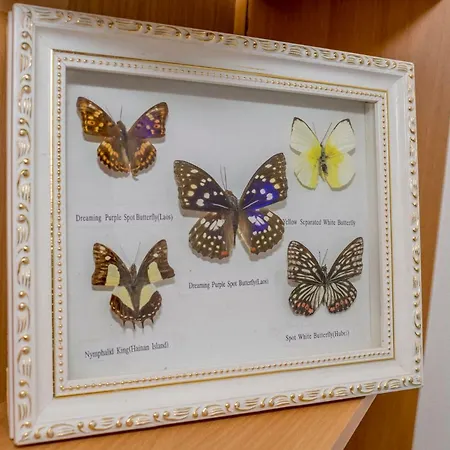 Azure شقة سبليت